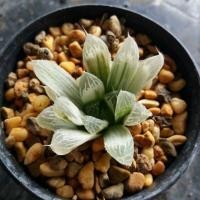 ราคา ฮาโวเทียซิลเวอร์ ต้นไม้อวบน้ำ succulent (456006979)
