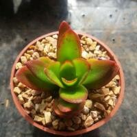ราคา กุหลาบไอรีส กุหลาบหิน succulent (455928180)