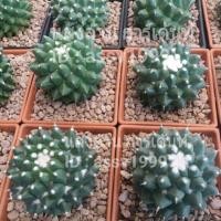 ราคา แมมอิรุซามุ mammillaria bucareliensis cv erusamu (5112232794)