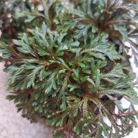 ราคา เฟิร์นกนกนารีแดง Selaginella erythropus เฟิร์น ต้นไม้ ขนาดกระถาง 3 นิ้ว (57961724046)