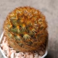 ราคา แมมคามิเน่ บุดดา Mammillaria carmenae Buddha แมมคามิเน่หนามแดง ทอง ขนาดกระถาง 2 นิ้ว (53366285152)