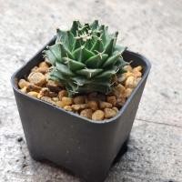 ราคา โอบรีโกเนีย Obregonia denegrii แคคตัสกลีบกระทง กลีบกระทงทอง ขนาดกระถาง 2 นิ้ว (48416292002)