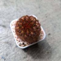 ราคา ต้นแมมคามิเน่แดง Mammillaria carmenae f rubrispina ขนาดกระถาง 2 นิ้ว (2035225856)