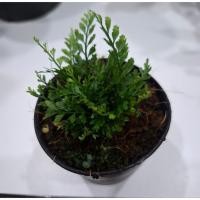 ราคา เฟินพลาสติก Asplenium thunbergii Kuntze เฟิร์น เฟิร์นพลาสติก ต้นไม้ ขนาดกระถาง 3 นิ้ว (51060038061)
