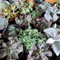 ราคา รวม กุหลาบหิน ไม้อวบน้ำ succulent (41780876999)