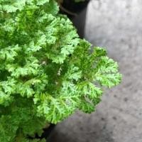 ราคา ขนาดกลาง กระถาง 4 นิ้ว เฟิร์นกนกนารีอินโด Selaginella kraussiana กนกนารีอินโด พืชคลุมดิน เฟิร์น ต้นไม้ (56165945248)