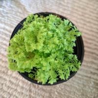 ราคา เฟิร์นกนกนารีอินโด Selaginella kraussiana กนกนารีอินโด พืชคลุมดิน เฟิร์น ต้นไม้ (56109998444)