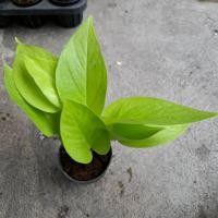ราคา ต้นพลูทอง Golden Pothos ต้นไม้ ไม้มงคล ไม้ประดับ (55461919277)