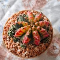 ราคา ยิมโนด่าง ยิมโนมัลติคัลเลอร์ Gymnocalycium Multicolor ขนาดกระถาง 3 นิ้ว (53511245392)