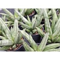 ราคา ลิ้นมังกร ต้นไม้ประดับ ไม้ฟอกอากาศ ดูดซับสารพิษ ไม้มงคล Sansevieria (52606927585)