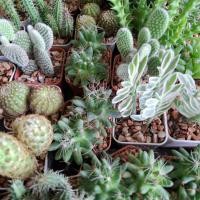 ราคา กระบองเพชร แคคตัส cactus ต้นไม้ (49610526082)