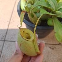 ราคา พืชกินแมลง ต้นไม้ หม้อข้าวหม้อแกงลิง nepenthes ลูกผสม viking x ampullaria หม้อเขียว (48959927784)