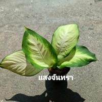 ราคา แสงจันทรา ต้นแสงจันทร์ ไม้มงคล ไม้ประดับ (45858080986)
