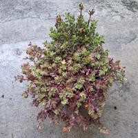 ราคา คุณนายโซมาเลีย ขนาดใหญ่กระถาง 8 นิ้ว ไม้ดอก คุณนายตื่นสายโซมาเลีย Portulaca Coralina (45656737798)