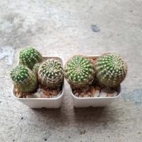 ราคา cactus ต้นกระบองเพชร ต้นไม้ Echinopsis ขนาดกระถาง 2 นิ้ว (44715632157)