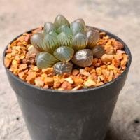 ราคา ฮาโวเทีย หยดน้ำ Haworthia cooperi var truncata ฮาโวเทีย ออบทูซ่า Haworthia obtusa ขนาดกระถาง 2 5 นิ้ว (44483691987)