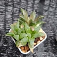 ราคา ฮาโวเทีย Haworthia mix ไม้อวบน้ำ ขนาดกระถาง 2 นิ้ว ต้นไม้ (41832289209)