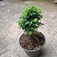 ราคา แก้วแคระ ต้นแก้วแคระ ขนาดกระถาง 4 นิ้ว Dwarf Orange Jasmine (40533001304)