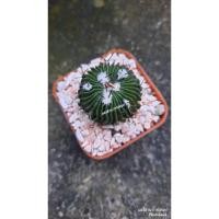 ราคา แคคตัสคลื่นสมอง Echinofossulocactus (8223073253)