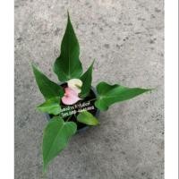 ราคา ต้นหน้าวัวเเคระ ติดดอกทุกกระถางค่ะ (2262225578)