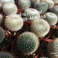 ราคา พาโรเดีย ตลับเงิน แคคตัส (2256173103)