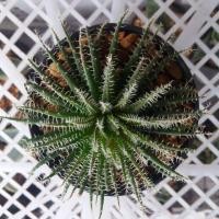 ราคา ฮาโวเทีย ต้นไม้ ไม้อวบน้ำ succulent (792136582)