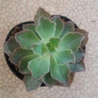ราคา กุหลาบหิน succulent (739390059)