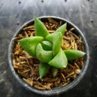 ราคา ต้นฮาโวเทีย ต้นไม้อวบน้ำ succulent (723772200)