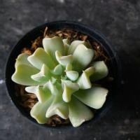 ราคา กุหลาบหินเบญจมาศ ต้นกุหลาบหิน succulent (714917621)