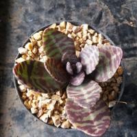 ราคา กุหลาบลายเสือ ต้นกุหลาบหิน succulent (714901552)
