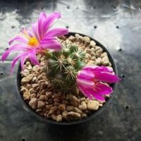 ราคา ชูเเมน แคคตัส กระบองเพชร (456008929)