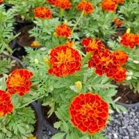 ราคา ดาวเรืองฝรั่งเศส French Marigold ไม้ดอก ขนาดกระถาง 6 นิ้ว (48816003512)