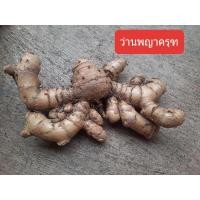 ราคา ว่านพญาครุฑ หัวว่าน (4658214951)