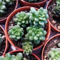 ราคา กุหลาบหิน Sedum ไม้นำเข้า (956493760)