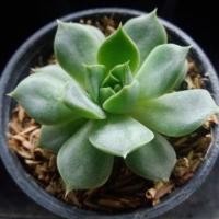 ราคา กุหลาบหิน succulent (890963914)
