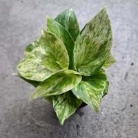 ราคา พลูราชินีหินอ่อน Marble Queen ต้นไม้ ไม้ประดับ (52212929873)