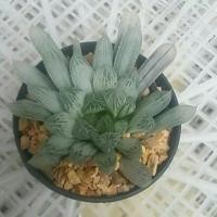 ราคา ฮาโวเทียซิลเวอร์ ใหญ่ ต้นไม้อวบน้ำ succulent (719072614)