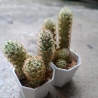 ราคา แคคตัส นิ้วทอง กระบองเพชร Golden Lace Cactus Ladyfinger Cactus Mammillaria elongata ขนาดกระถาง 2 นิ้ว (40383376418)