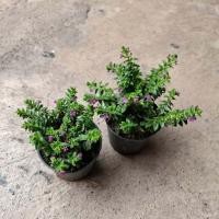 ราคา ต้นหลิว หลิวไต้หวัน False Heather Cuphea hyssopifolia ขนาดกระถาง 3 นิ้ว (56465604854)