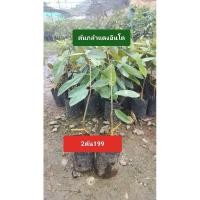ราคา ต้นกล้าทุเรียน สายพันธ์แดงอินโด (23954816169)