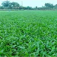ราคา ขายส่ง 5 กิโลกรัม เมล็ดหญ้ามาเลเซีย Tropical Carpet grass Savanna Grass หญ้าเห็บ หญ้าไผ่ หญ้าปูสนาม เมล็ดพันธ์หญ้า ปูหญ้า ปูสนาม สนามหญ้าและสวน หญ้าเบอร์มิวด้า หญ้าพาสพาลัม หญ้าญ (1731699317004404491)