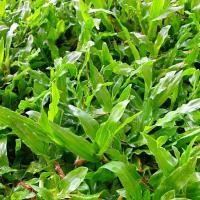 ราคา 500 กรัม เมล็ดหญ้ามาเลเซีย Tropical Carpet grass Savanna Grass หญ้าเห็บ หญ้าไผ่ หญ้าปูสนาม สนามหญ้า (1730630615699720458)