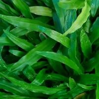 ราคา 1 ออนซ์ เมล็ดหญ้ามาเลเซีย Tropical Carpet grass Savanna Grass หญ้าเห็บ หญ้าไผ่ หญ้าปูสนาม สนามหญ้า (1730392580123691274)
