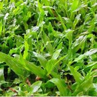 ราคา 1 ออนซ์ เมล็ดหญ้ามาเลเซีย Tropical Carpet grass หญ้าปูสนาม พืชตระกูลหญ้า (1729847825294067978)