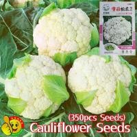 ราคา ปลูกง่าย ปลูกได้ทั่วไทย เมล็ดพันธุ์ กะหล่ำดอก (ปลูกได้ทั้งปี 350เมล็ด/ซอง) High Yield White Cauliflower Seeds for Planting 45 Days Organic Vegetable Seeds for Garden Bonsai Vegetables Plants Seeds เมล