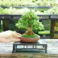 ราคา Bonsaistory | บอนไซ ˚⋆ เพรมน่าไต้หวัน ⋆˚((พร้อมส่ง)) มีวิธีการดูแล+ปุ๋ยแถมไปให้ค่ะ (1731148145513040320)