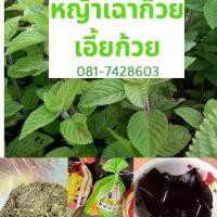ราคา หญ้าเฉาก๊วยเเห้ง เอี้ยก้วย ใบเฉาก๊วยเเห้งคุณภาพดี ขนาด 10 กก. ราคาประหยัดยิ่งขึ้น ใช้ทำเฉาก๊วยเหนียวหนึบ (1730752169985411404)