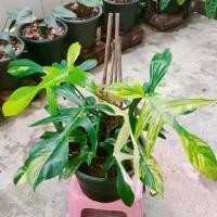 ราคา #ก้ามกุ้งด่าง ( Philodendron Florida Beauty (1730825964728060481)