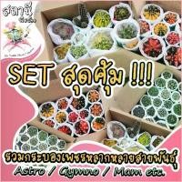 ราคา Gastonrgshop ทรงฮิต Set สุดคุ้มยิมโนด่าง gymnocalycium variegated / แอสโตร Astrophytum asterias /อื่นๆ กระบองเพชร ไม้อวบน้ำ succulent แคคตัส (1729737036370577686)