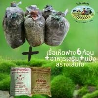 ราคา เห็ดฟาง เชื้อเห็ดฟาง ชุดละ229 บาท เห็ด 6 ก้อน อาหารเสริม 2 อย่าง พร้อมคู่มือการปลูก (1730062708744554704)
